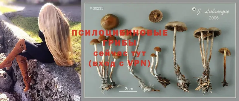 дарк нет какой сайт  Богородск  Псилоцибиновые грибы Psilocybine cubensis 